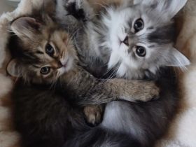 KITTEN Katzenbaby BKH BLH