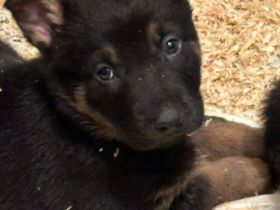 Tolle Deutsche Schäferhund Malinois Holländische Welpen suchen tolles Zuhause