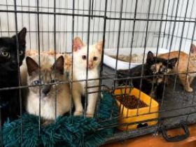 Selene, Astra, Nova, Solis und Nyx