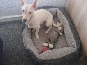 Terrier-Mix Rüde