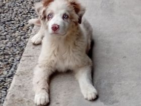 Australian Shepherd