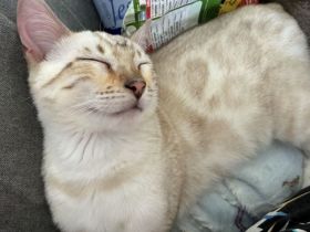 Bengal Junge