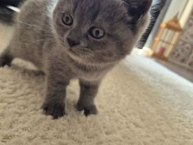 2 BKH/BLH Mix Kitten