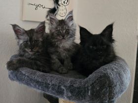 XXL Maine Coon Kitten in liebevolles zuhause abzugeben