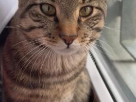 Verspielter Kater sucht liebevolles Zuhause