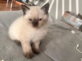 🐾 Wunderschöne Siam Katze abzugeben 🐾
