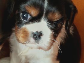 Cavalier King Charles Spaniel Welpen mit Papieren