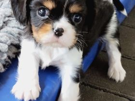 Cavalier King Charles Spaniel Welpen mit Papieren