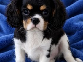 Cavalier King Charles Spaniel Welpen mit Papieren