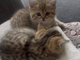 BKH Kitten