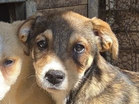 Hazel, kleine, stille Beobachterin mit sanftem Blick ist bereit für ein Für-Immer Zuhause, 4M, 35cm