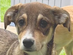 Hazel, kleine, stille Beobachterin mit sanftem Blick ist bereit für ein Für-Immer Zuhause, 5M, 45cm