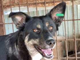 Steffi, menschenbezogene, liebe Hundemama sucht jetzt ein Hundebett für sich alleine, 2J, 50 cm