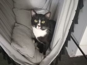 Kater 2,5 J. Freigänger