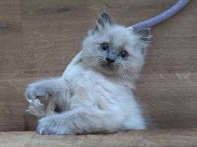 2 Ragdoll Birma Kätzchen, Kitten, Kater