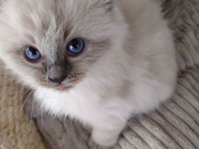 2 Ragdoll Birma Kätzchen, Kitten, Kater