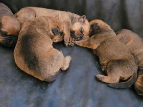 Eine süße Welpen-Bande stellt sich vor. Unsere Rottweiler-Bullmastiff-Welpen sind da.