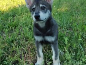 Marxdorfer Wolfshund Welpen