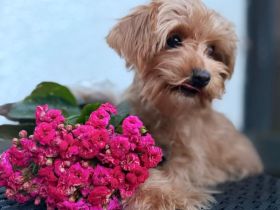 Maltipoo Weibchen mischling Malteser, toypudel