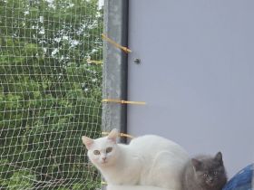 Perser+Türkisch Angora