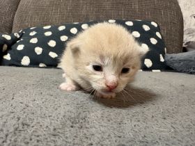BKH Maine Coon Mix Kitte