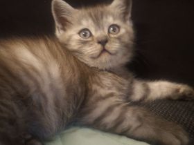 Britisch kurzhaar Kitten
