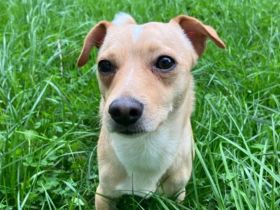 Jack - Russell Chihuahua Mix
