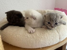 Süße reinrassige BKH Kitten