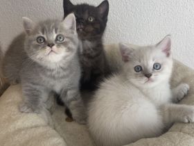 Süße reinrassige BKH Kitten