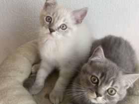 Süße BKH Kitten Auszugbereit