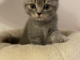 Süßer BKH Kitten Auszugbereit