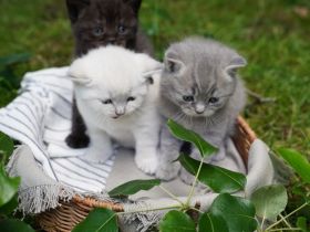 Süße reinrassige BKH Kitten
