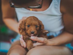 Maltipoo Malteser Zwergpudel
