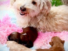 Maltipoo Malteser Zwergpudel