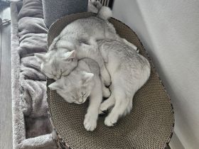 2x BKH Brüder zum abgeben