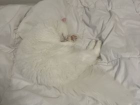 Baby Katze