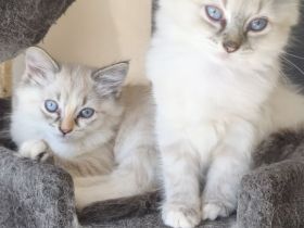 💖Ragdoll 💖Siam💖 kitten💖