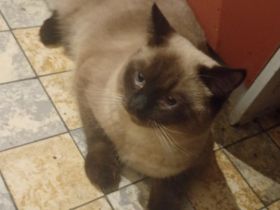 Liebevolle Katze abzugeben 🐾