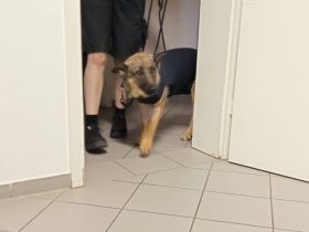 Schenkst du Tessa ein neues Leben?