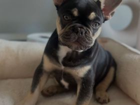 Französische Bulldoggenwelpe sucht neues Zuhause