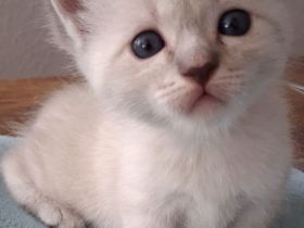 Edelmixkitten/Ragdoll/Siam mit Heiliger Birma abzugeben ab dem 18.6.26