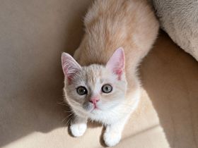 Wunderschönes BKH × Ragdoll Kitten sucht liebevolles Zuhause ab sofort