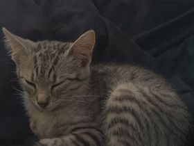 Mila sucht ein Liebevolles Zuhause