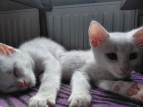 schneweiße Kitten abzugeben