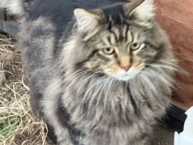 Nike, lieber kastrierter Maine Coon Kater