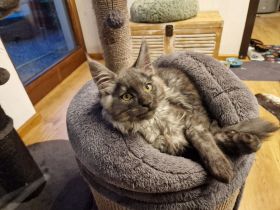 2 von 6 Maine Coon Kitten suchen ein neues Zuhause
