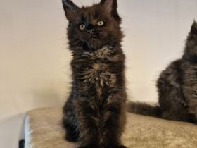 4 Maine Coon Kitten