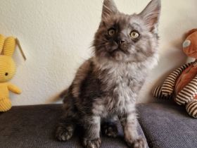 2 Maine Coon Kitten