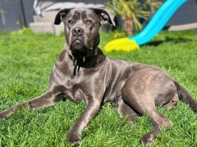Kayla in 61184 Karben sucht ihr Für-immer-Zuhause