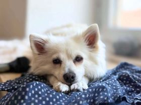 Stella in 82008 Unterhaching sucht ihr Für-immer-Zuhause